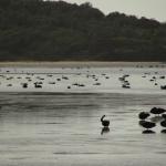 Bermagui - Wallaga Lakes